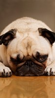 descargar wallpaper de animales